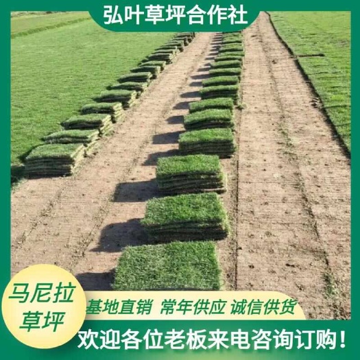 句容市马尼拉草  马尼拉草坪卷 机器铲带泥土庭院绿化 有需要速定