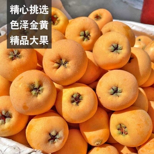米易枇杷新鲜水果大五星云霄枇把包邮大果孕妇当季甜琵琶果整箱