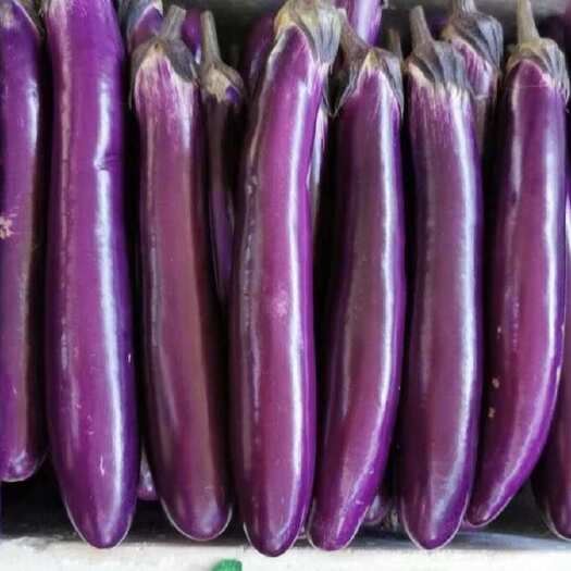 紫长茄