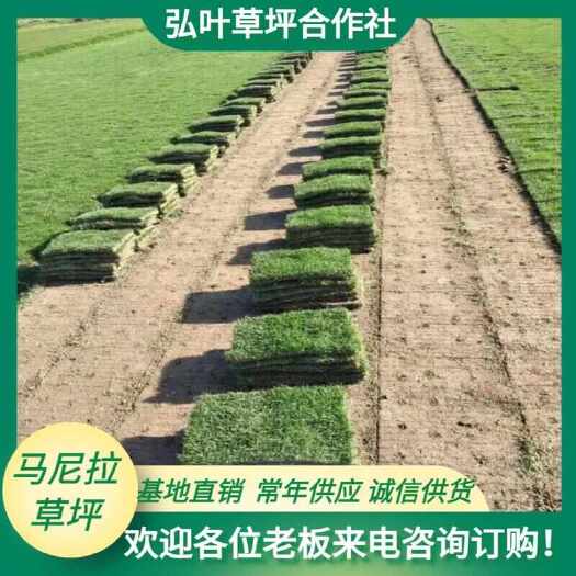 马尼拉草 马尼拉草卷 基地直供 量大价优