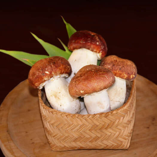  赤松茸