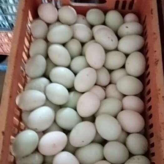 黄梅县新鲜鸭蛋