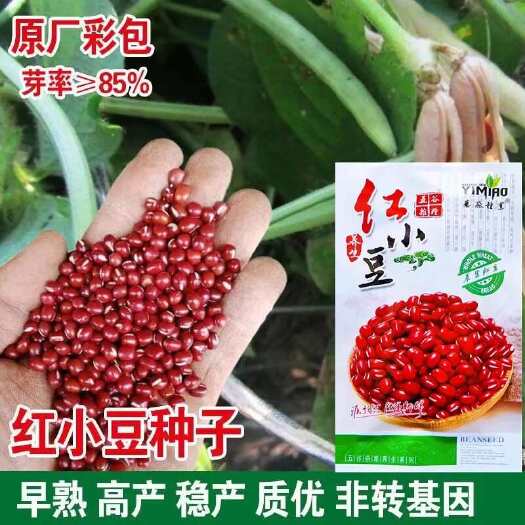 红小豆红豆种子相思豆种子不爬藤红小豆种子高产抗病高芽菜种籽