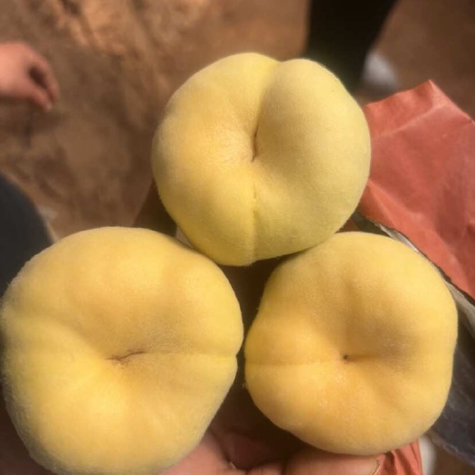 北票市黄金蟠桃毛蟠桃