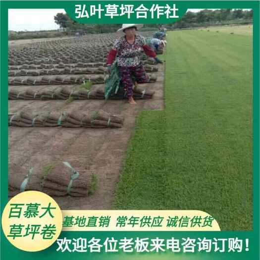 句容市百慕大草坪卷果岭草