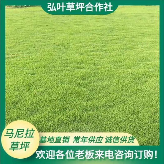 句容市马尼拉草皮 马尼拉草坪卷 草坪卷 草坪草皮 别墅庭院