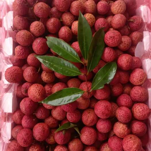 砚山县荔枝
