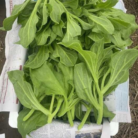 如东县百亩冰菜  ，优良品质。  非诚勿扰