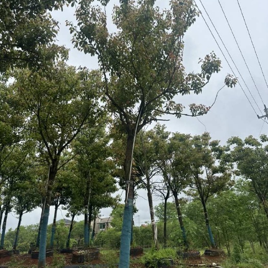 益阳12公分骨架容器香樟，可做骨架或市政全冠，成活率高，分枝统一