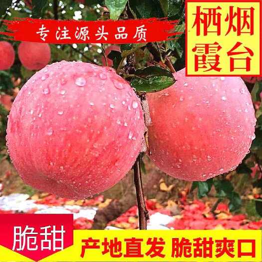 栖霞市【产地包邮】红富士  山东烟台红富士苹果脆甜多汁