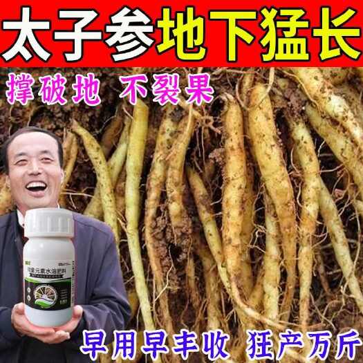 栾川县太子参根茎膨大肥增粗拉长中药材通用剂生根促根壮苗膨大专用肥