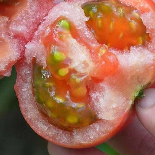 新疆草莓西红柿，新鲜好吃一件起发包邮
