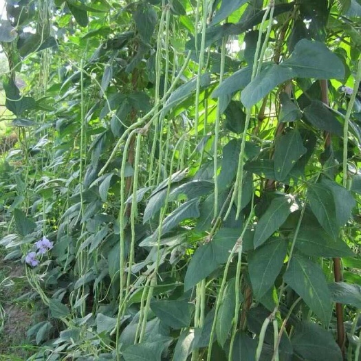 长豇豆