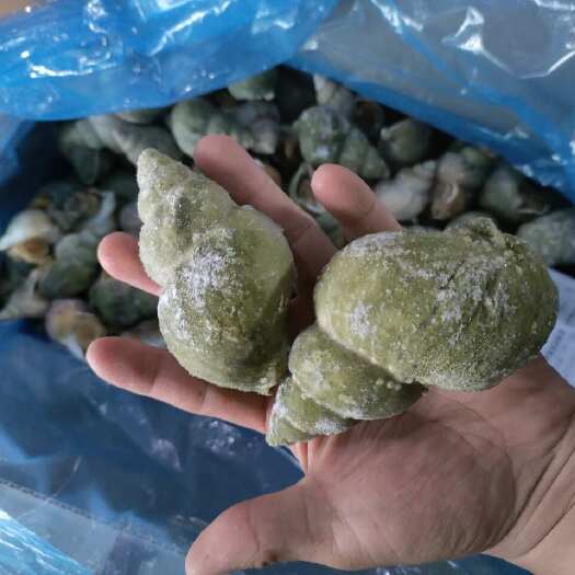 翡翠螺 加拿大 一手原装 正关带票
