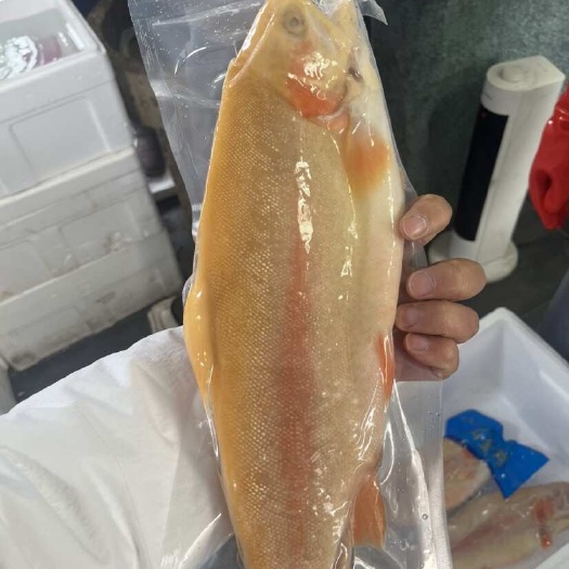  虹鳟鱼