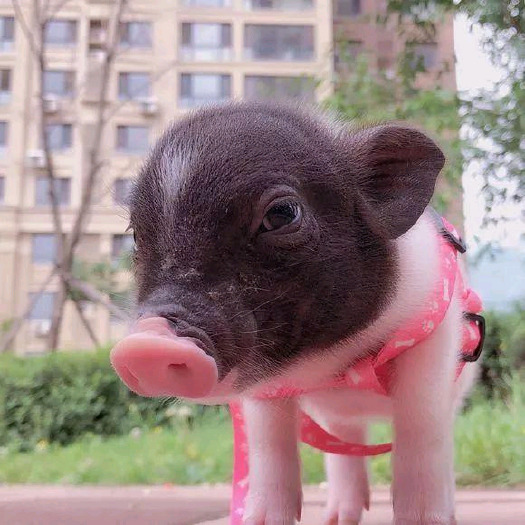 衡东县宠物猪 长不大香猪