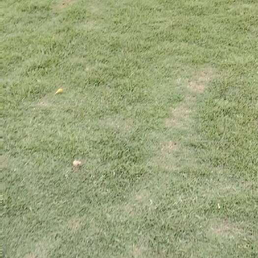  草
