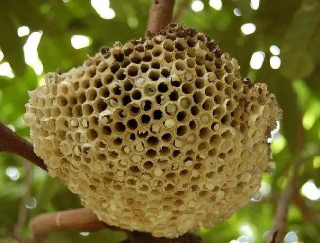 蜂房（支持预售）有需可以私信联系，价格实惠