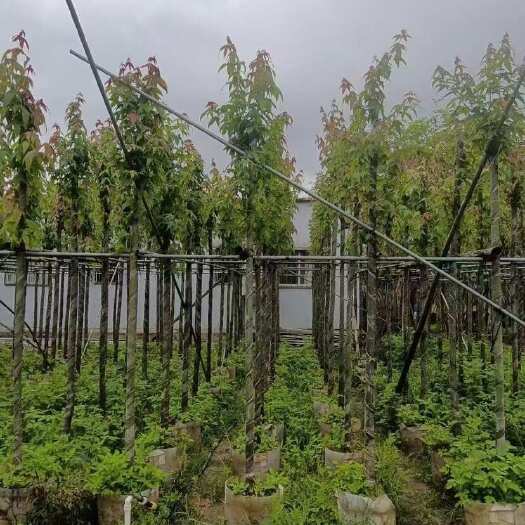  枫香树