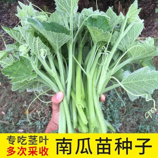 南瓜苗种籽专吃藤茎嫩叶南瓜叶南瓜花南瓜尖种子特色青菜蔬菜种孑