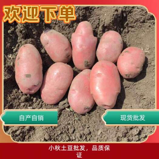 盈江县云南红皮青薯九号，个头大便宜实惠，支持各种包装！