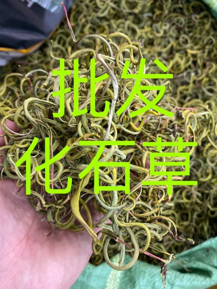 化石草 老挝小叶化石草 右名肾精茶 肾精草