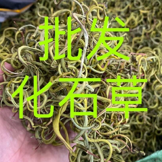 文山市化石草 老挝小叶化石草 右名肾精茶 肾精草