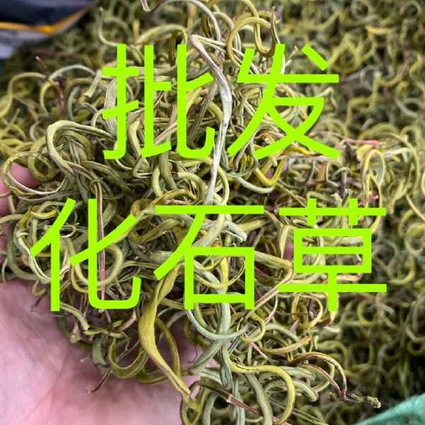 化石草 老挝小叶化石草 右名肾精茶 肾精草