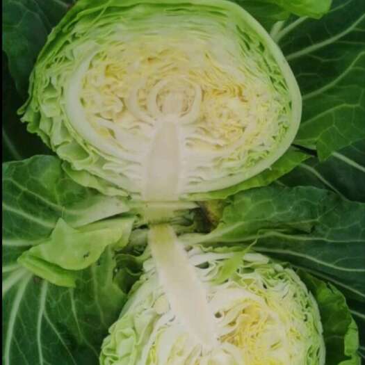 阿图什市包菜