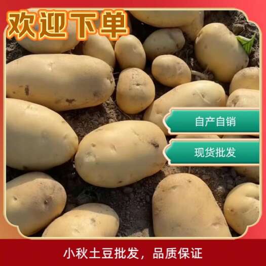 盈江县云南德宏希森土豆黄皮黄心，个大皮色亮，支持各种包装欢迎合作！