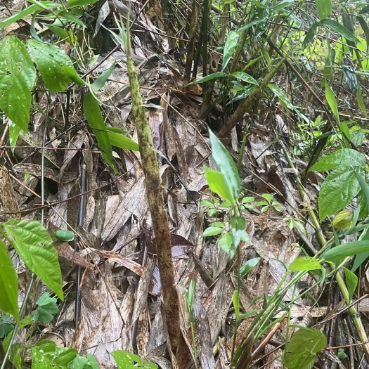 灵山县室外食用小竹笋苗四季常庭院户外耐寒耐热盆栽地栽风景竹笋苗