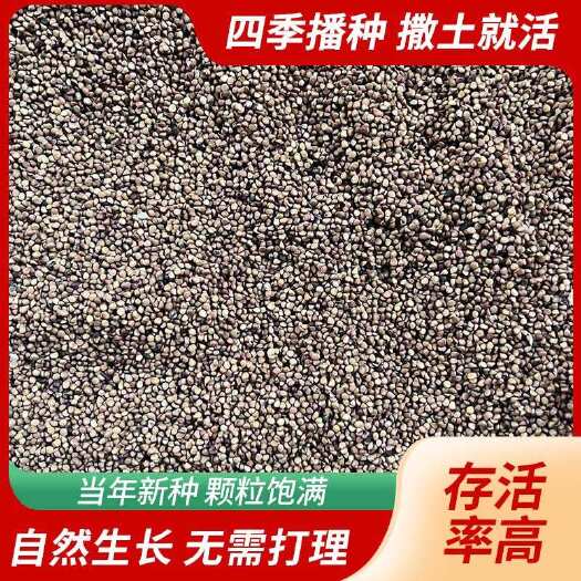 横州市桑树苗种子大叶桑树苗鲜货现发