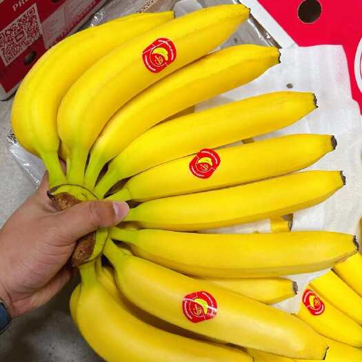 上海主要经营：菲律宾精品二级蕉、净重27斤，大量现货，可发全国。