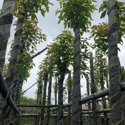 揭阳香樟，杀头光杆货，市政货，专业苗木配送，基地直销，价格优势