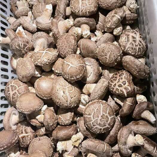  香菇