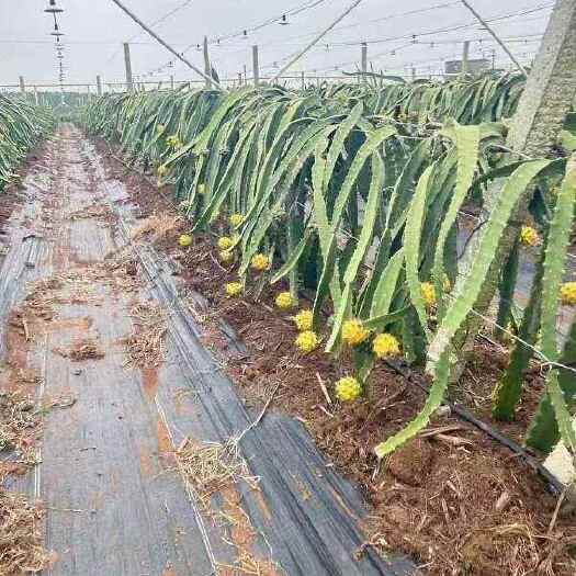 文山市云南高海拔燕窝果