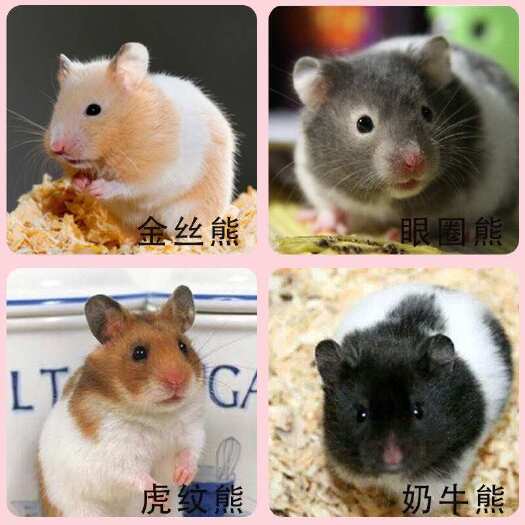  仓鼠