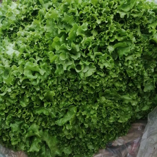精品生菜，大量供应各大市场 商超 学校 食堂