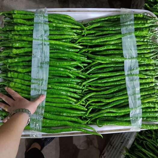 上蔡县301泡椒，黄皮泡椒，线椒，尖椒，螺丝椒，产地直供