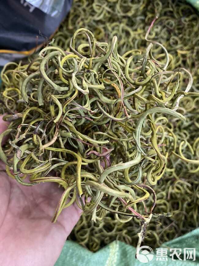 化石草 老挝小叶化石草 右名肾精茶 肾精草