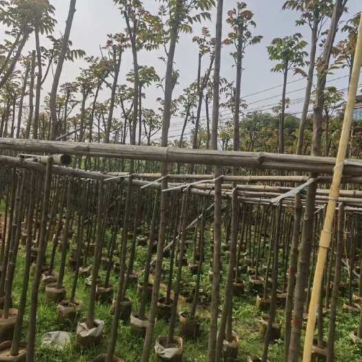 普宁市麻楝