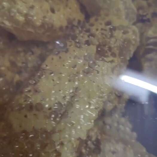 郁南县土蜂蜜