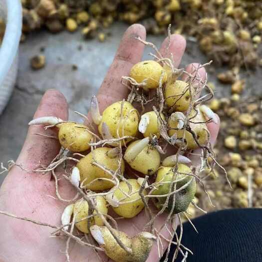 汉源县鸡头黄精种种苗，块茎批发