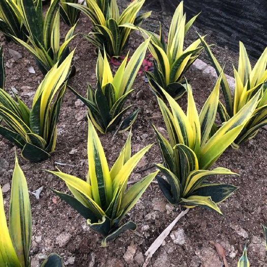漳州黄金虎皮兰盆栽乔迁虎尾兰多肉植物盆景新房室内吸甲醛防电脑绿植