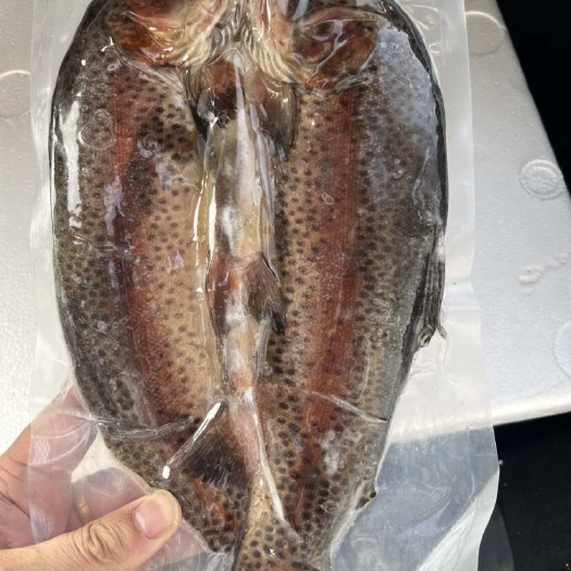  虹鳟鱼
