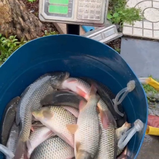 鲤鱼