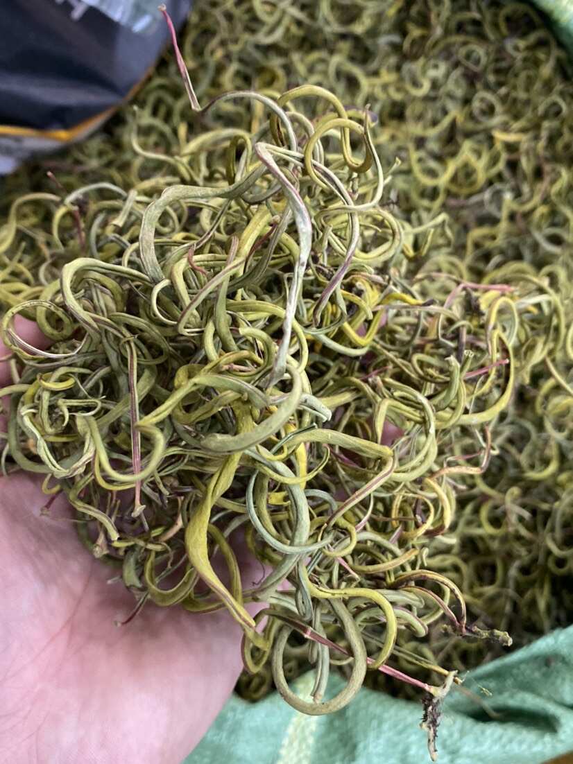 化石草 老挝小叶化石草 右名肾精茶 肾精草