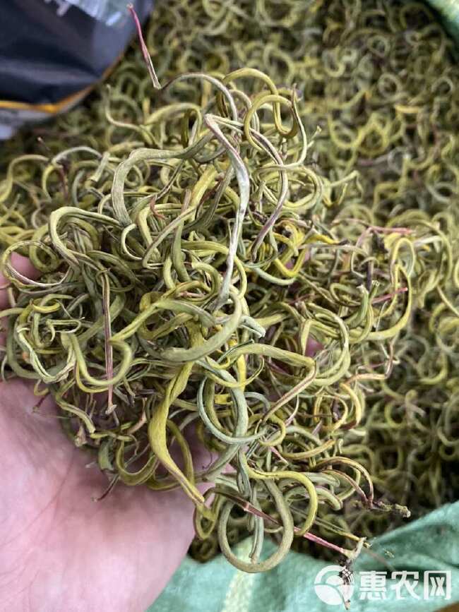 化石草 老挝小叶化石草 右名肾精茶 肾精草