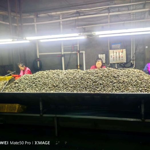 黄海花蛤东港养殖粒粒精选质量保证欢迎采购合作共赢
