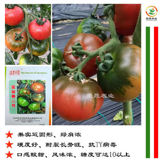 寿光市富留香2号草莓番茄种子苗子秧子东北铁皮柿子水果口感西红柿种籽